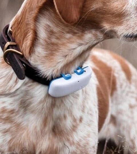 Tractive Localizador GPS para perros-3